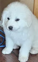 They're almost here!, a  Great Pyrenees for sale in Red Bluff, CA – Photo 4 of 10