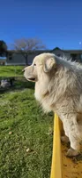 They're almost here!, a  Great Pyrenees for sale in Red Bluff, CA – Photo 5 of 10