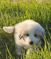 They're almost here!, a  Great Pyrenees for sale in Red Bluff, CA – Photo 3 of 10