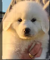 They're almost here!, a  Great Pyrenees for sale in Red Bluff, CA – Photo 1 of 10