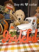 Sell me Labradoodle, a male Labradoodle for sale in Fresno, CA – 5 of 10