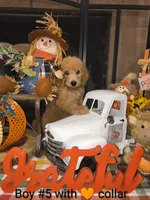 Sell me Labradoodle, a male Labradoodle for sale in Fresno, CA – 3 of 10