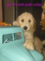 Sell me Labradoodle, a male Labradoodle for sale in Fresno, CA – 10 of 10