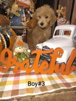 Sell me Labradoodle, a male Labradoodle for sale in Fresno, CA – 6 of 10