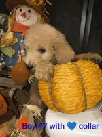 Sell me Labradoodle, a male Labradoodle for sale in Fresno, CA – 7 of 10