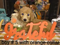 Sell me Labradoodle, a male Labradoodle for sale in Fresno, CA – 2 of 10