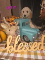 Sell me Labradoodle, a male Labradoodle for sale in Fresno, CA – 8 of 10