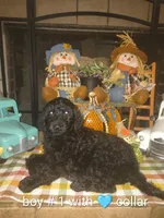 Sell me Labradoodle, a male Labradoodle for sale in Fresno, CA – 10 of 10