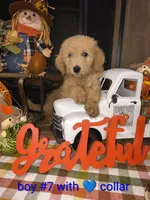 Sell me Labradoodle, a male Labradoodle for sale in Fresno, CA – 4 of 10