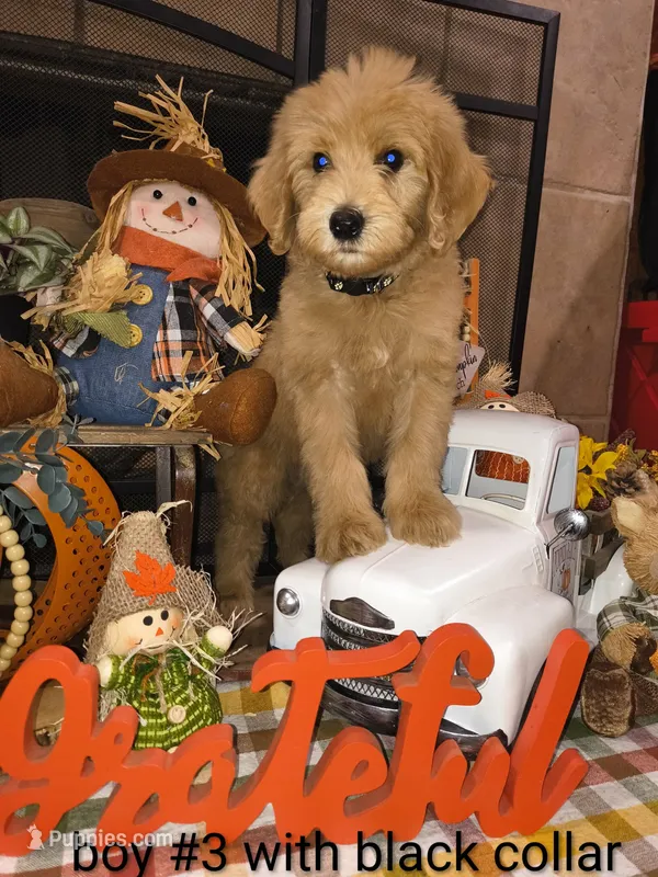 Adorable Labradoodle – Labradoodle puppy for sale in Fresno, CA