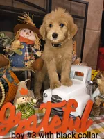 Sell me Labradoodle, a male Labradoodle for sale in Fresno, CA – 1 of 10
