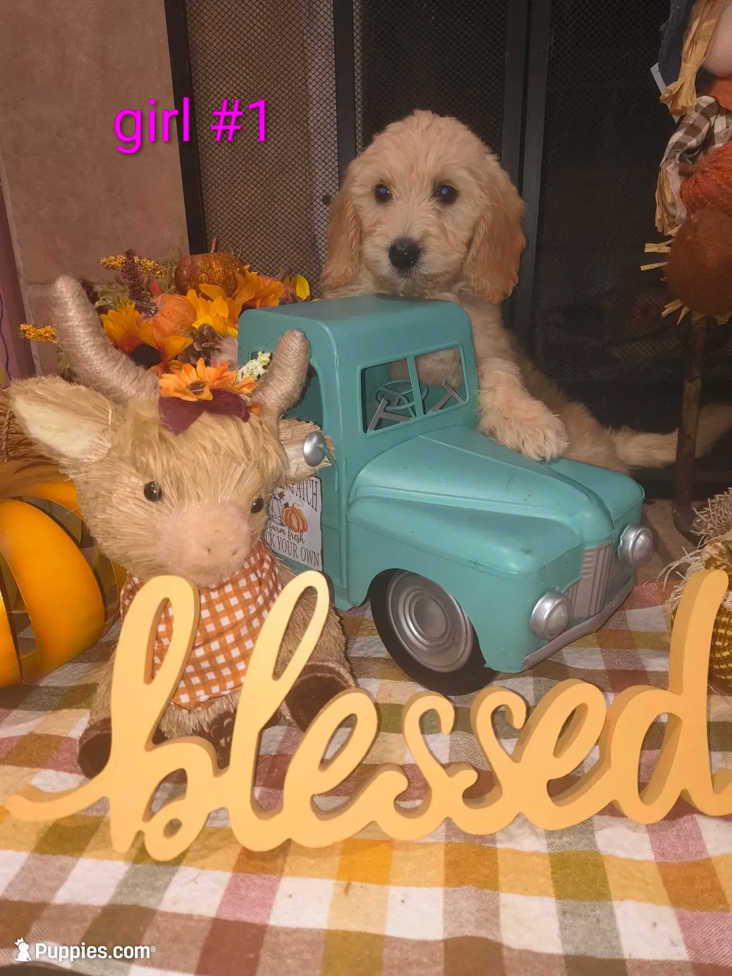 Sell me Labradoodle, a male Labradoodle for sale in Fresno, CA – 9 of 10