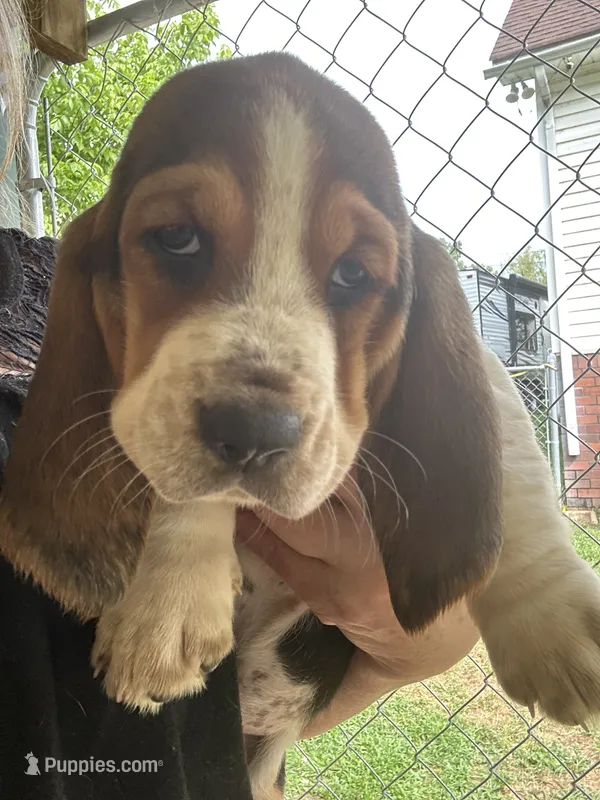 That Cute Boy – Basset Hound puppy for sale in Ashland City, TN