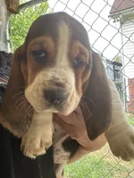 That Cute Boy, a male Basset Hound for sale in Ashland City, TN – 1 of 2