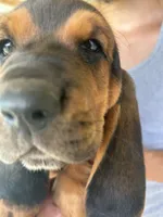 Buddy, a male Basset Hound for sale in Ashland City, TN – 4 of 4