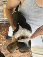 Sugar Baby, a female Basset Hound for sale in Ashland City, TN – 4 of 4