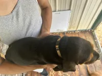 Buddy, a male Basset Hound for sale in Ashland City, TN – 3 of 4