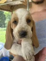 Love, a female Basset Hound for sale in Ashland City, TN – 1 of 3