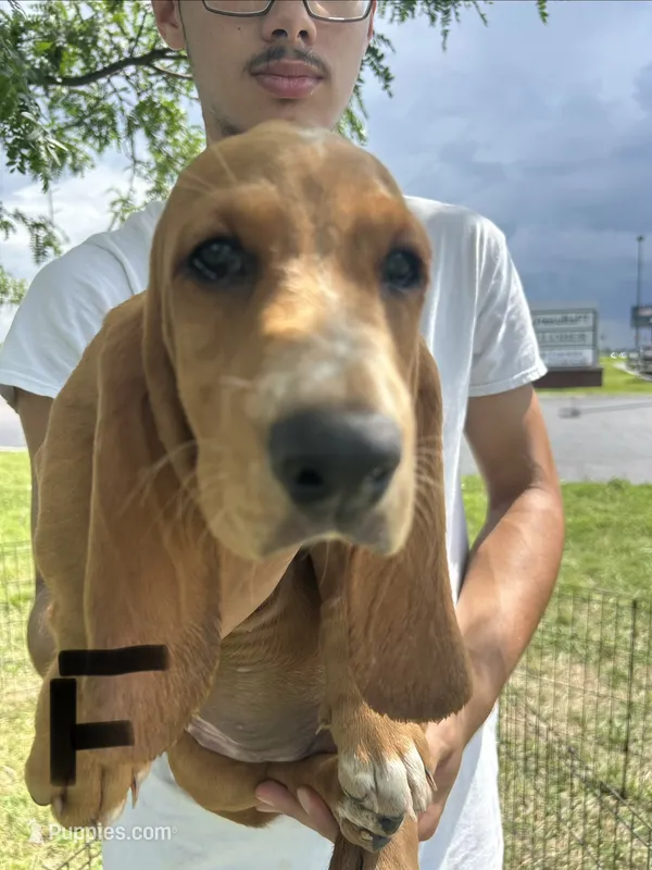 Pretty girl – Basset Hound puppy for sale in Ashland City, TN