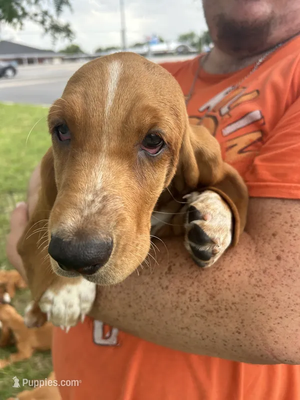 Sweet love – Basset Hound puppy for sale in Ashland City, TN