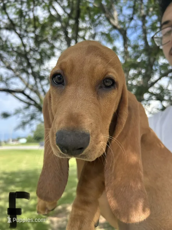 Snuggle Bugs – Basset Hound puppy for sale in Ashland City, TN