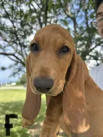 Snuggle Bugs, a female Basset Hound for sale in Ashland City, TN – 1 of 1