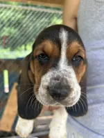 Fred, a male Basset Hound for sale in Ashland City, TN – 2 of 3