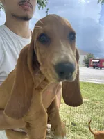 Pretty girl, a female Basset Hound for sale in Ashland City, TN – 2 of 2