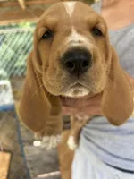 Flower, a female Basset Hound for sale in Ashland City, TN – 2 of 3