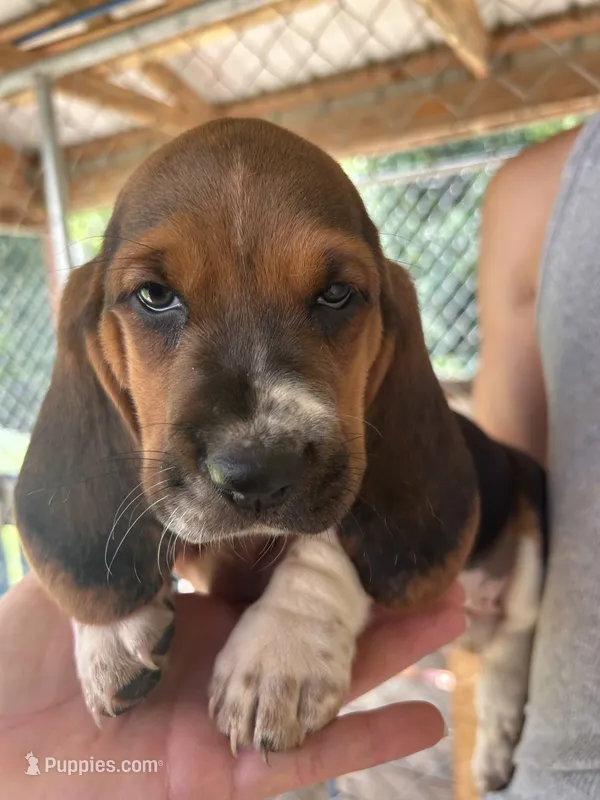 Lady – Basset Hound puppy for sale in Ashland City, TN