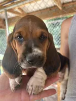Lady, a female Basset Hound for sale in Ashland City, TN – 1 of 2
