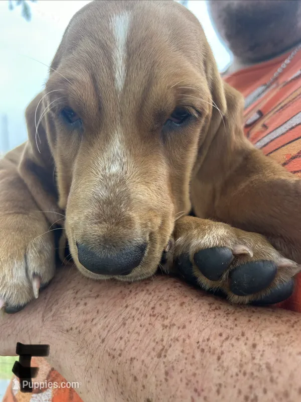 Sweet Lady – Basset Hound puppy for sale in Ashland City, TN