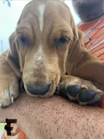 Sweet Lady, a female Basset Hound for sale in Ashland City, TN – 1 of 1