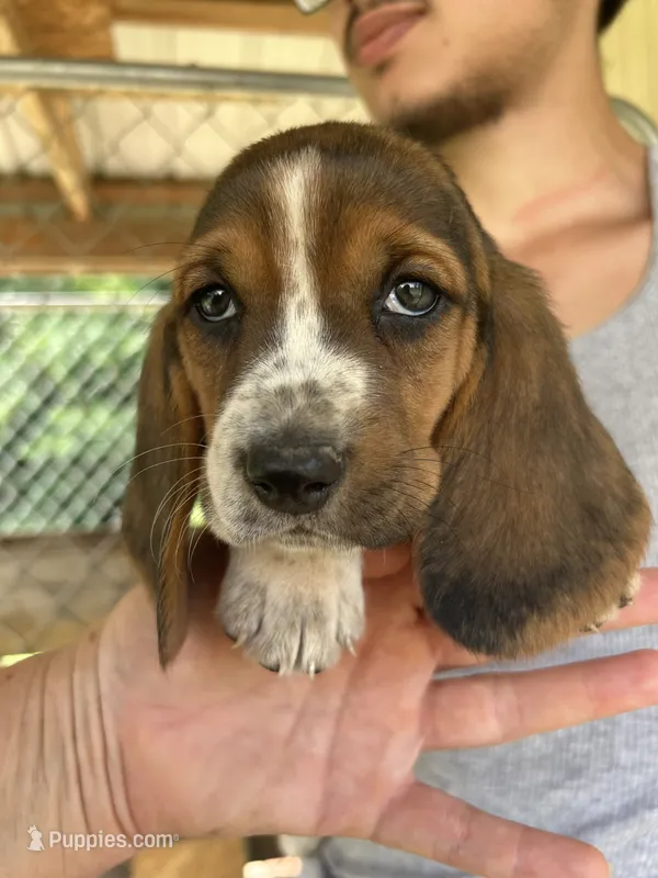 Sugar Baby – Basset Hound puppy for sale in Ashland City, TN