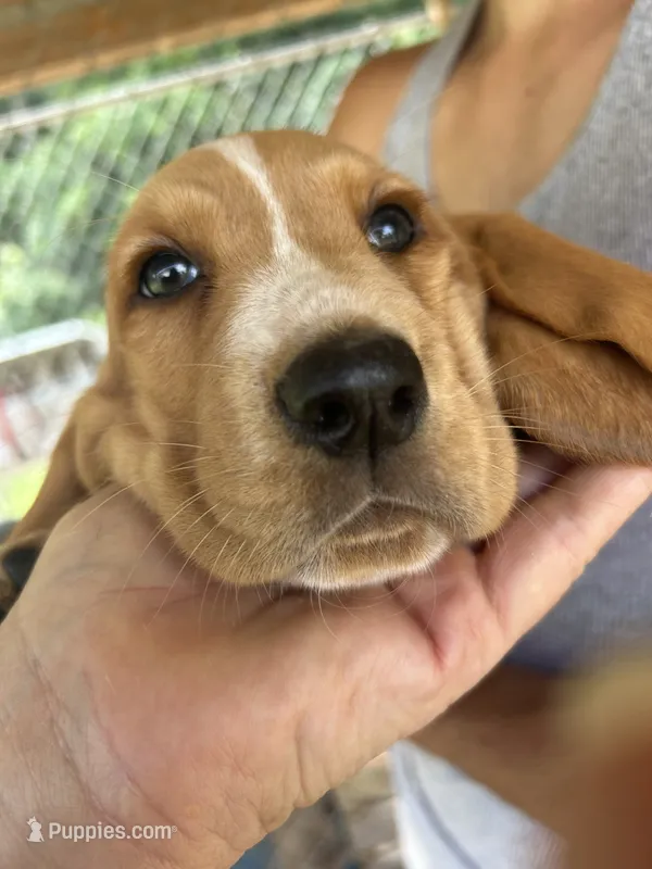 Sweet Lady – Basset Hound puppy for sale in Ashland City, TN