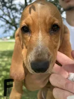 Gorgeous, a female Basset Hound for sale in Ashland City, TN – 1 of 1
