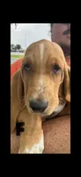 Sweet love, a female Basset Hound for sale in Ashland City, TN – 2 of 2