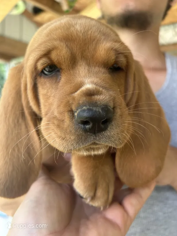 What a Boy – Basset Hound puppy for sale in Ashland City, TN