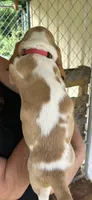 Lemon Baby, a male Basset Hound for sale in Ashland City, TN – 2 of 2
