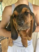 Buddy, a male Basset Hound for sale in Ashland City, TN – 2 of 4