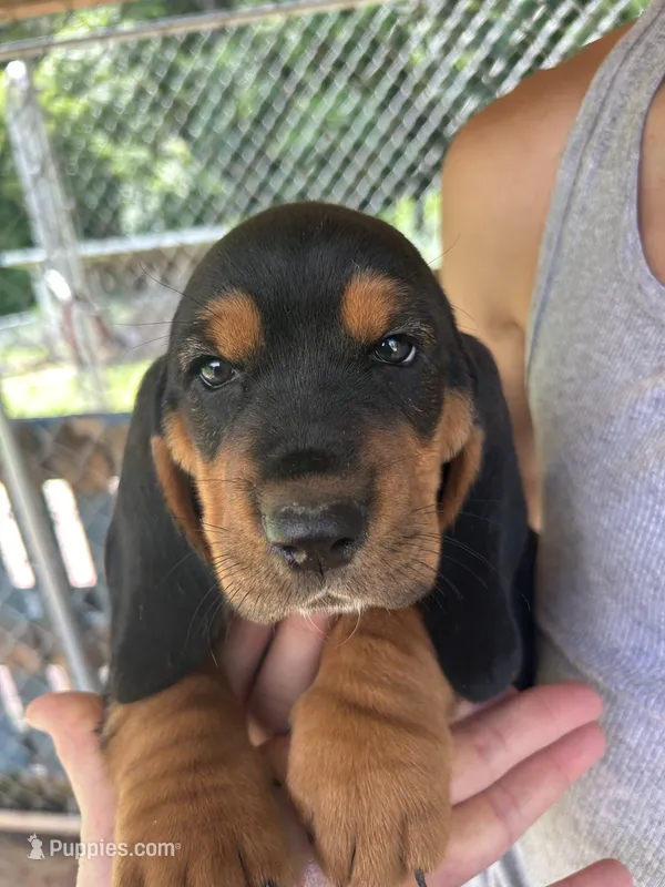 SWEET BOY – Basset Hound puppy for sale in Ashland City, TN