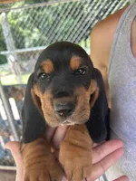 SWEET BOY, a male Basset Hound for sale in Ashland City, TN – 1 of 2