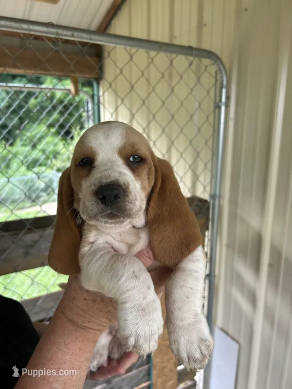 Sweet Girl – Basset Hound puppy for sale in Ashland City, TN