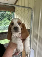 Sweet Girl, a female Basset Hound for sale in Ashland City, TN – 1 of 2