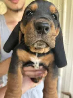 Sunshine Boy, a male Basset Hound for sale in Ashland City, TN – 2 of 2