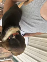 Lady, a female Basset Hound for sale in Ashland City, TN – 2 of 2
