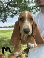 Handsome, a male Basset Hound for sale in Ashland City, TN – 1 of 1