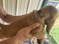 What a Boy, a male Basset Hound for sale in Ashland City, TN – 2 of 2