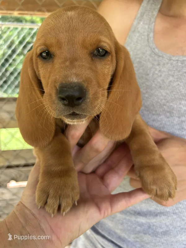 What a Boy – Basset Hound puppy for sale in Ashland City, TN