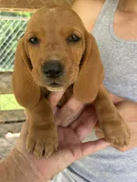 What a Boy, a male Basset Hound for sale in Ashland City, TN – 1 of 2